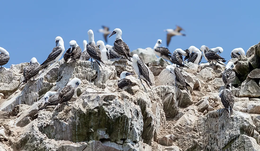 Peruvian Boobys on the guano covered rocks of the Ballestas Islands, Peru.