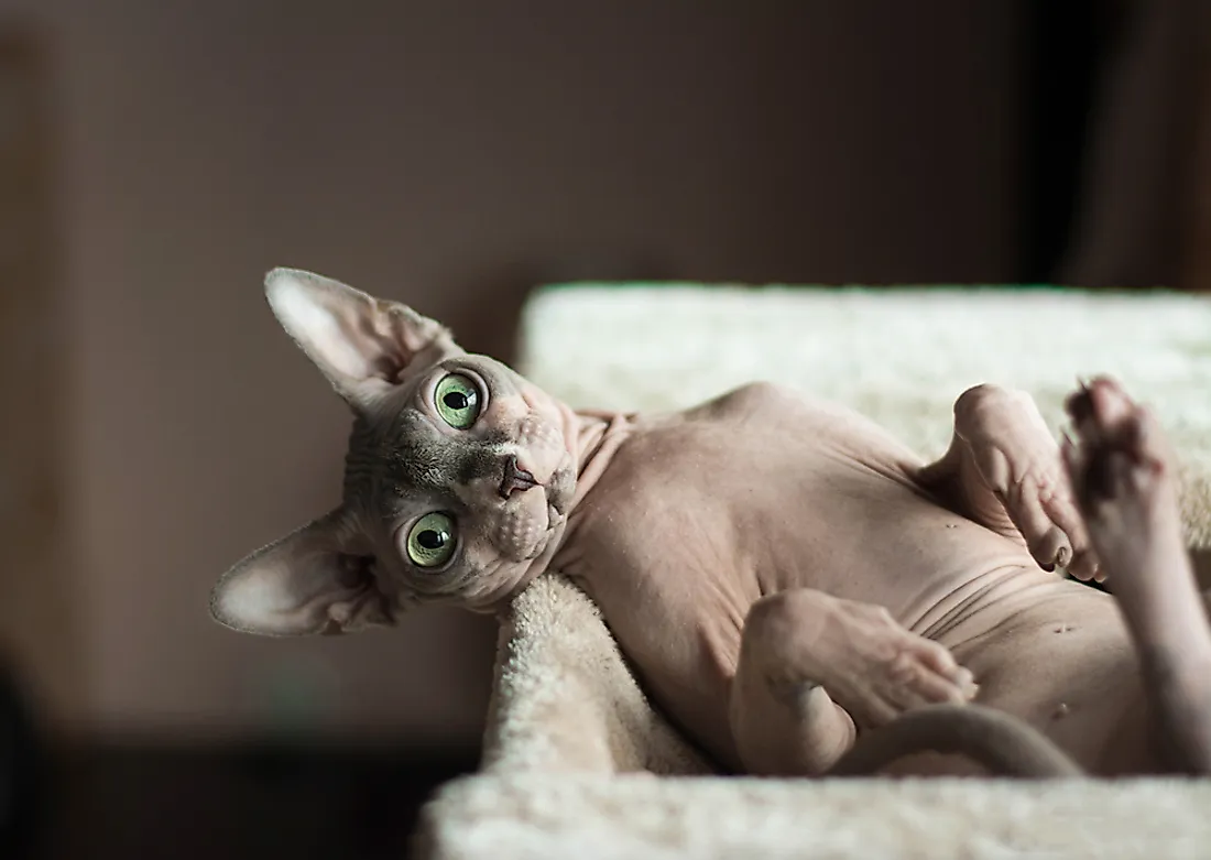 A Sphynx cat. 