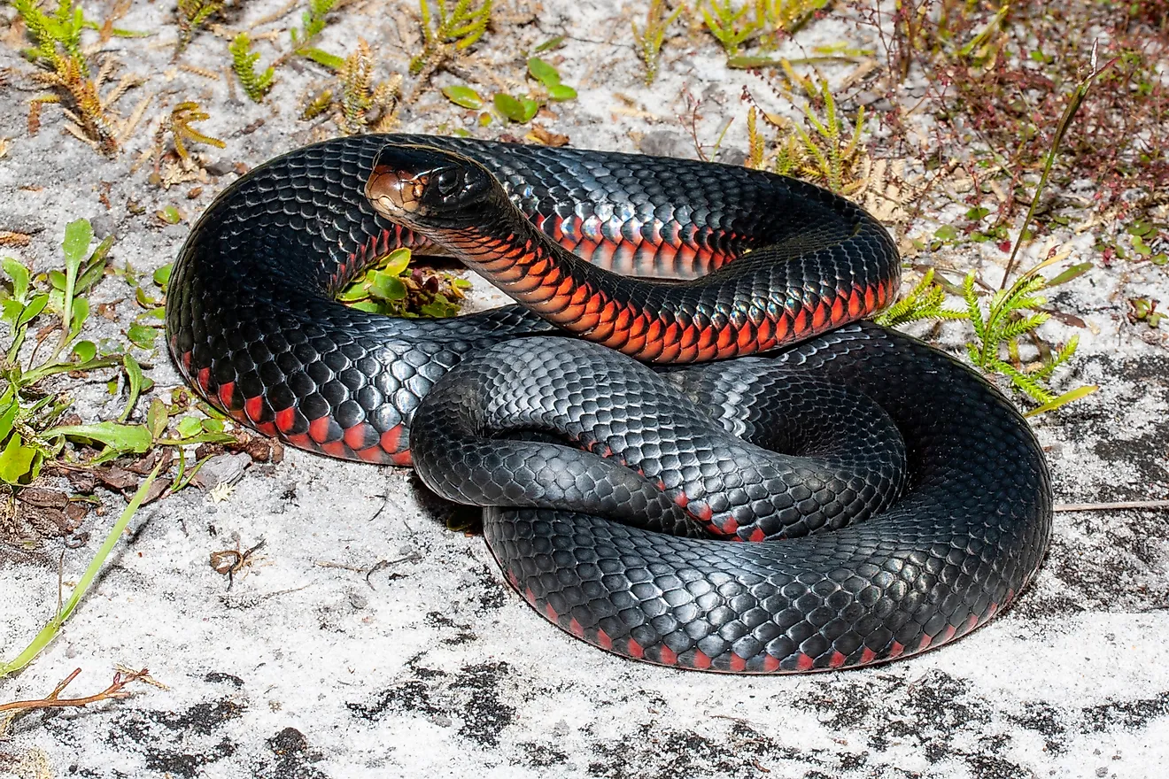 A red-bellied snake (Pseudechis porphyriacus) 