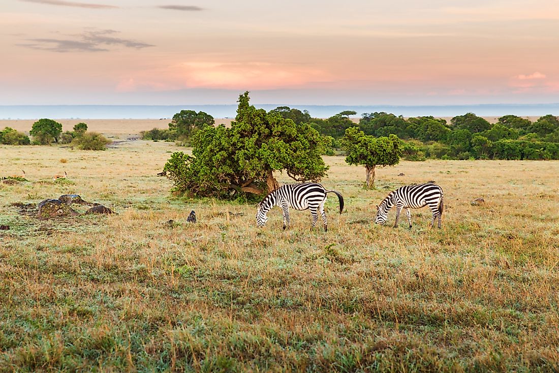 Zebras in the Maasai Mara National Reserve. 