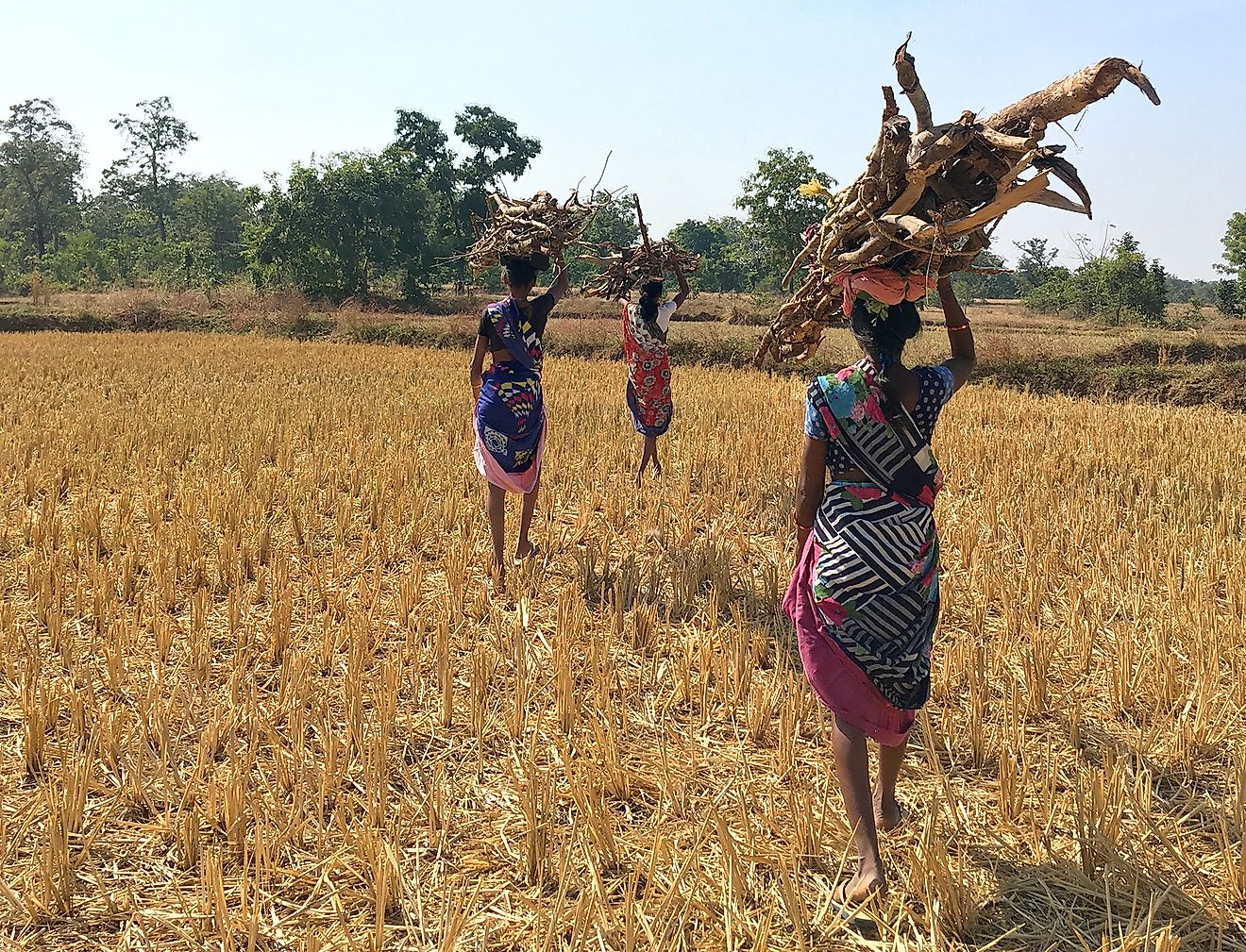 Women in Bramhapuri carrying firewood collected from forests to their homes for cooking and water heating. Image credit: Prachi Paranjpye/Wildlife Conservation Trust