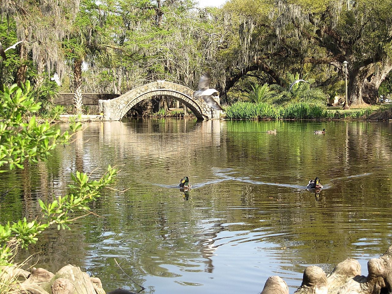 City Park, New Orleans. Image credit: Mr. Littlehand/Wikimedia.org