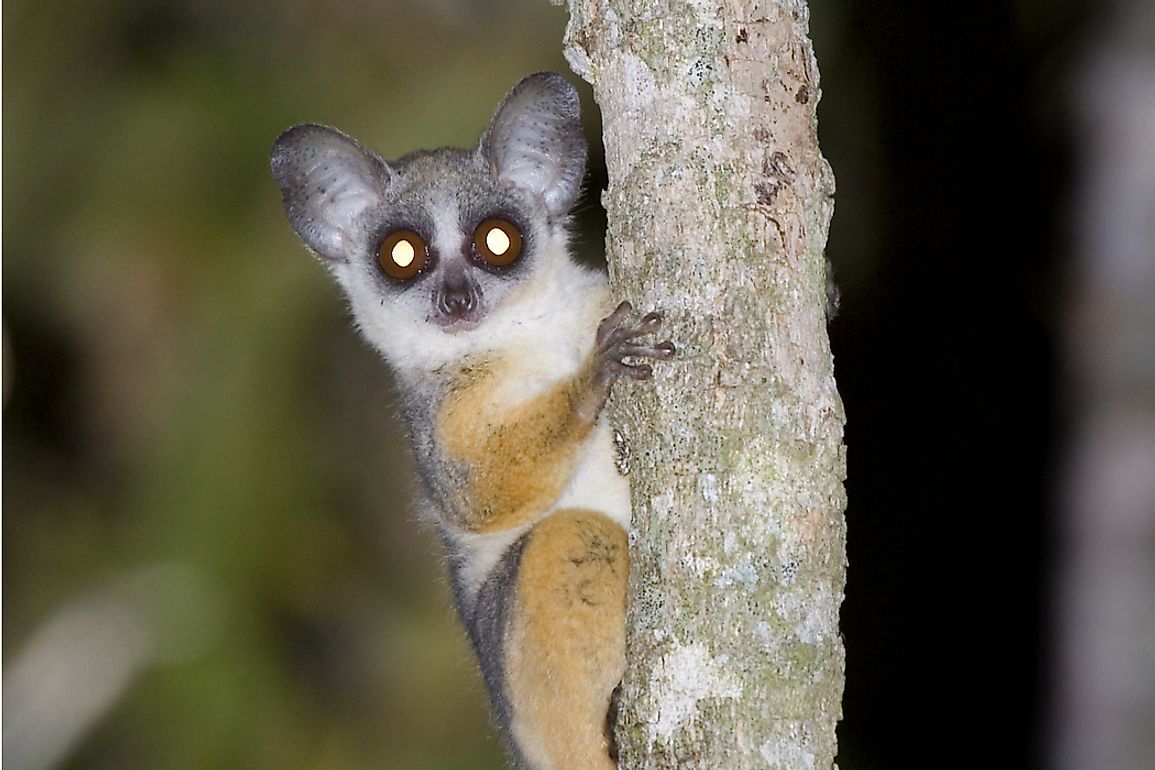 The Senegal bushbaby has large round eyes giving them excellent night vision.