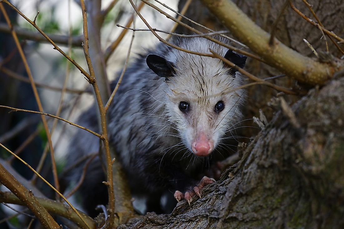 Possum sitting in a tree.