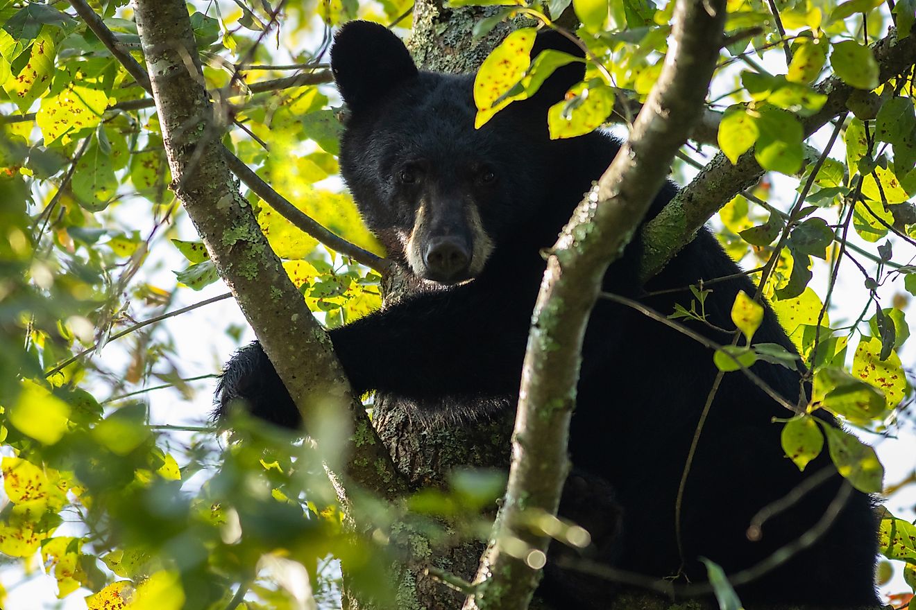 Young Black Bear in leafy tree with glimpse of sunlight looking down in High Point State Park, New Jersey