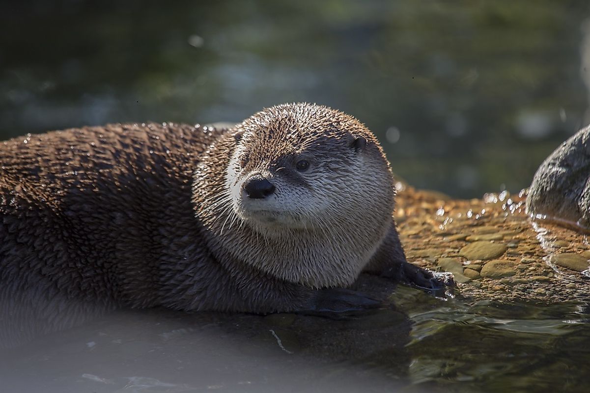 The semi-aquatic North American River otter is a proficient swimmer and catcher of fish.