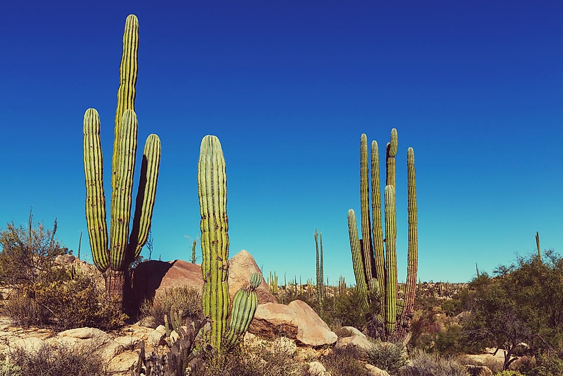 Baja California Desert in the Cataviña region, south of Ensenada, Mexico.