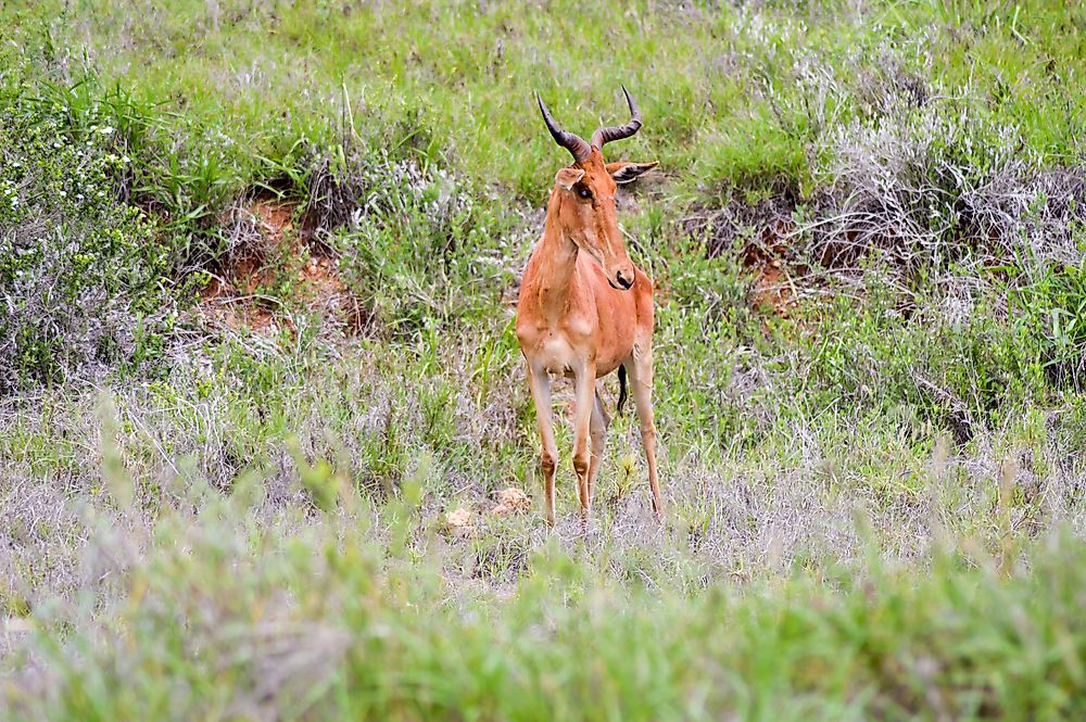 The hirola is a mammal found in Somalia. 