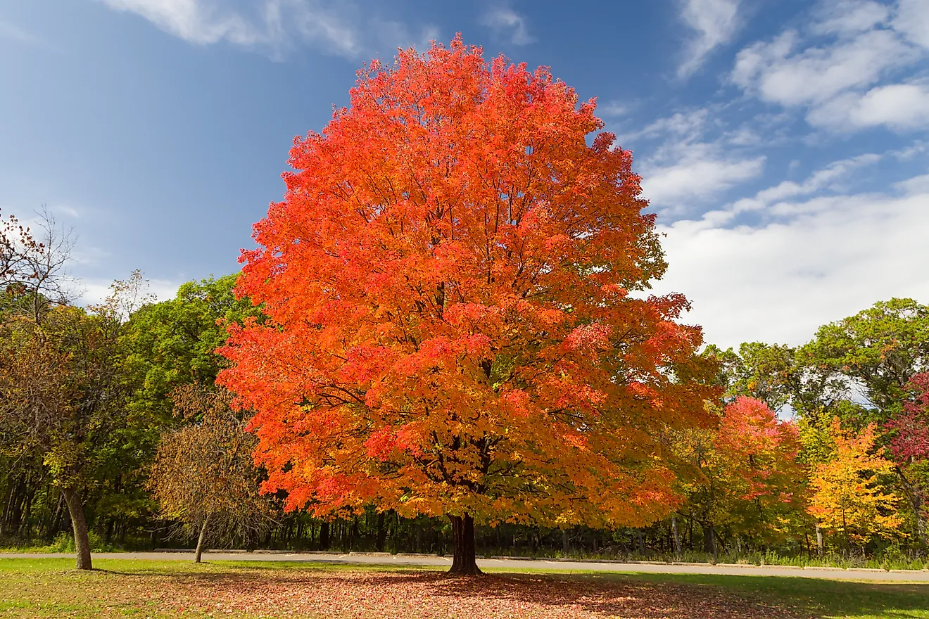 Sugar Maple in Autumn at Willow River State Park, Wisconsin