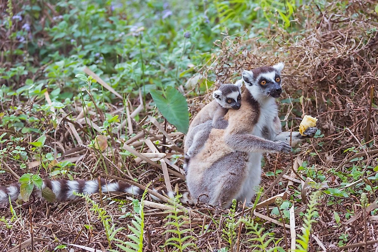 Adult Ring-tailed lemur female eating fruit while carrying her child.