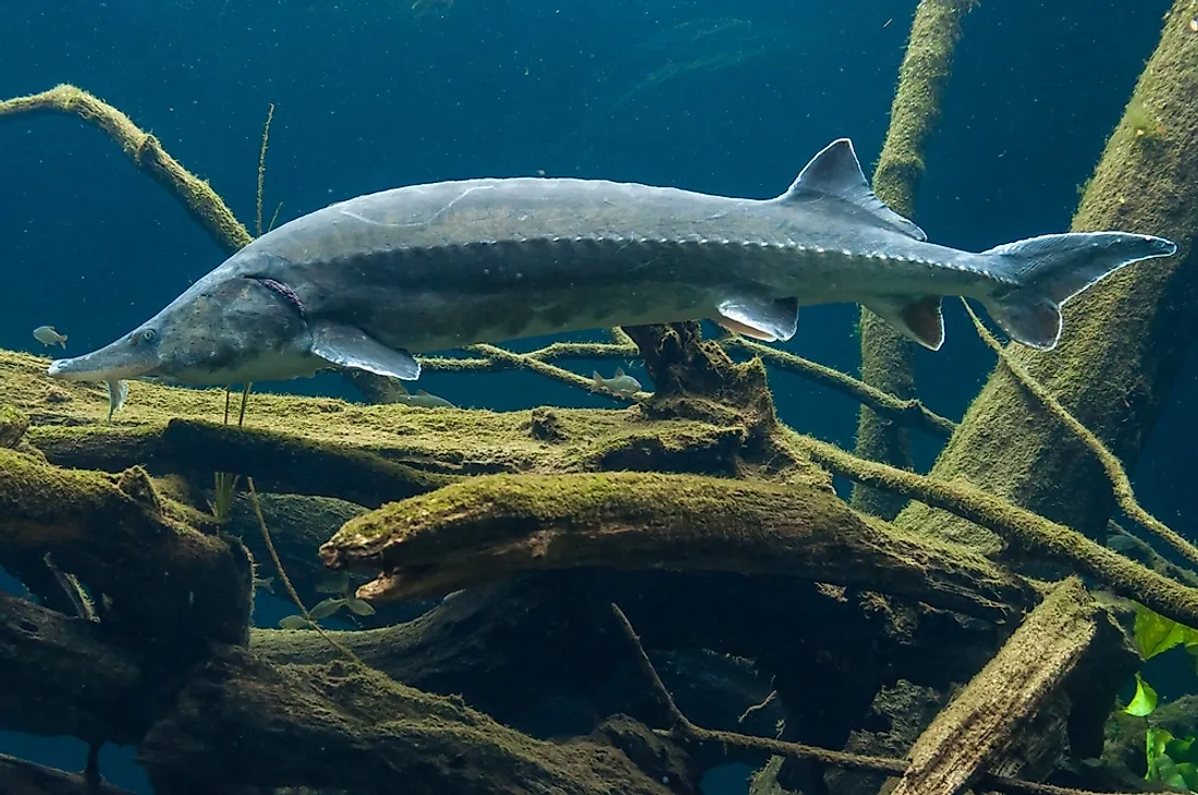 Types Of Fish: Examples Of Fish From Around The World