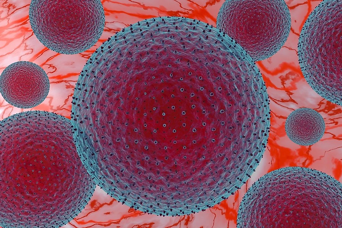 The bazaar fly is one of the main transmitters of trachoma, through the bacterium Chlamydia trachomatis (pictured).