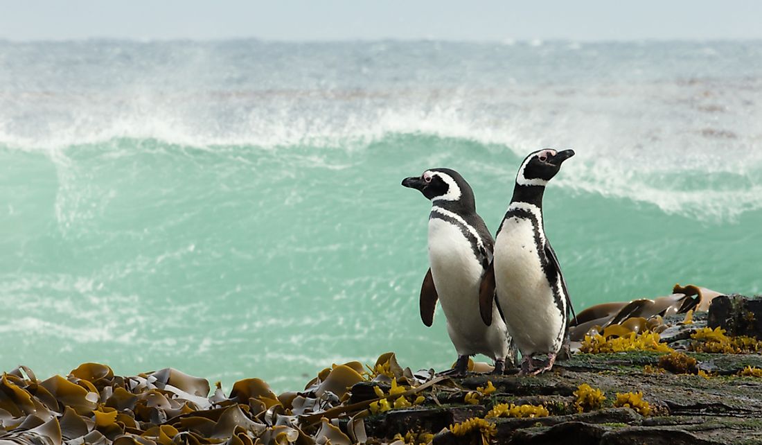 Magellanic penguins have the longest lifespans of all penguin species.
