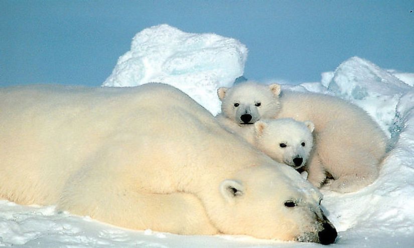 Polar bears are a threatened species in Greenland.