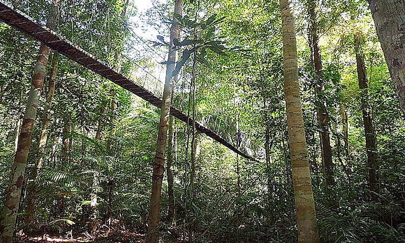 Taman Negara National Park in Malaysia.