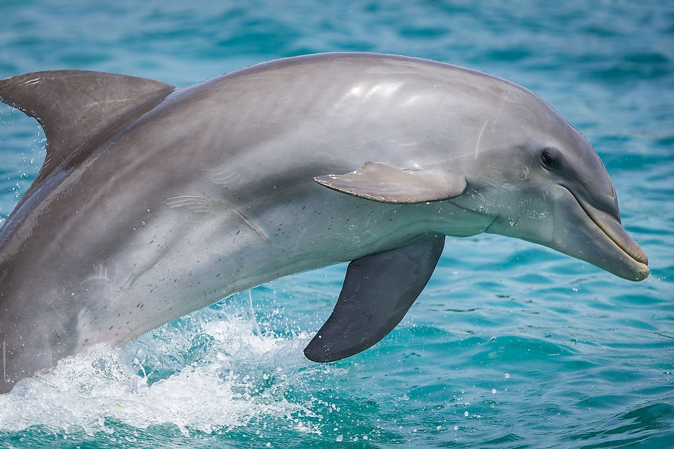 The close-up of a dolphin. Image credit:Shutterstock.com
