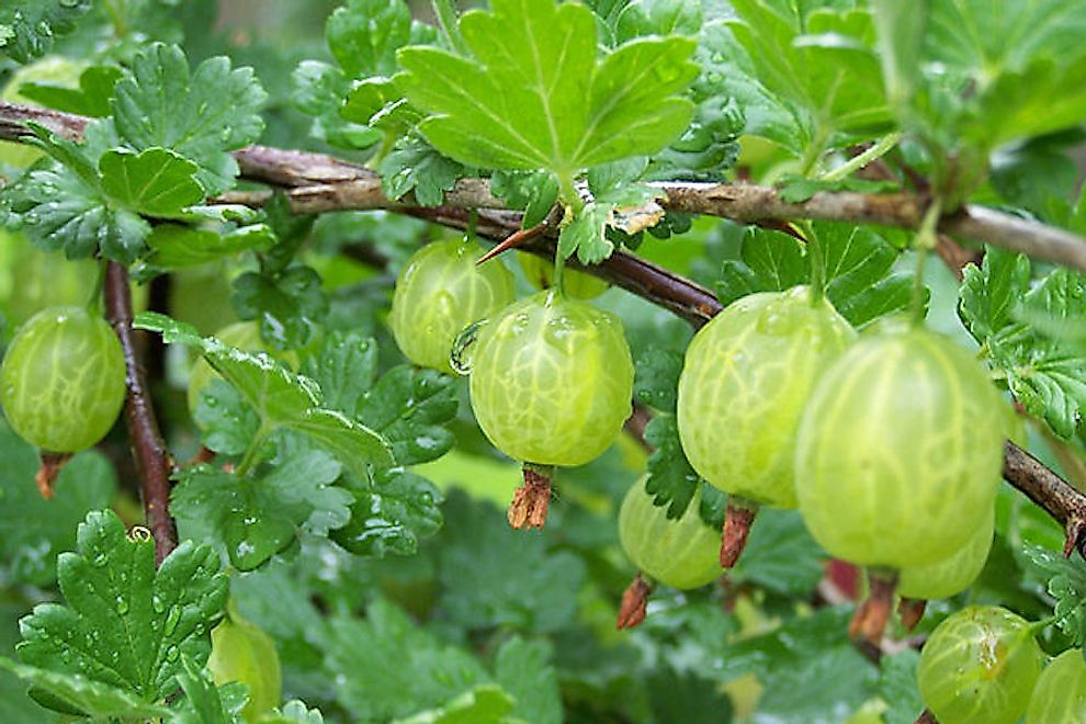 Gooseberries growing on a tree.