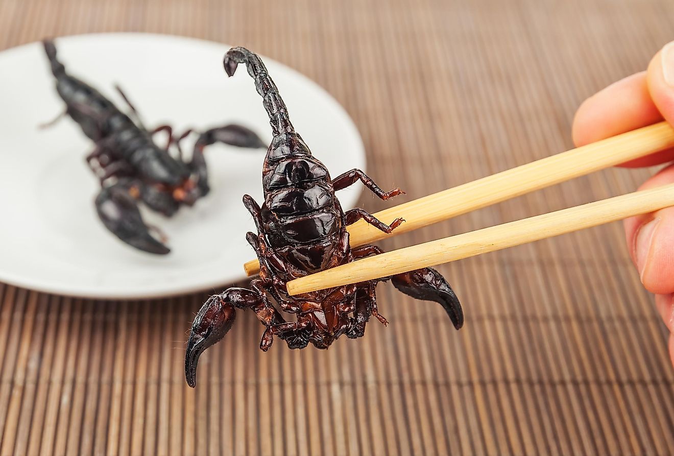 Fried exotic scorpion in chopsticks. Image credit: Vova Shevchuk/Shutterstock.com