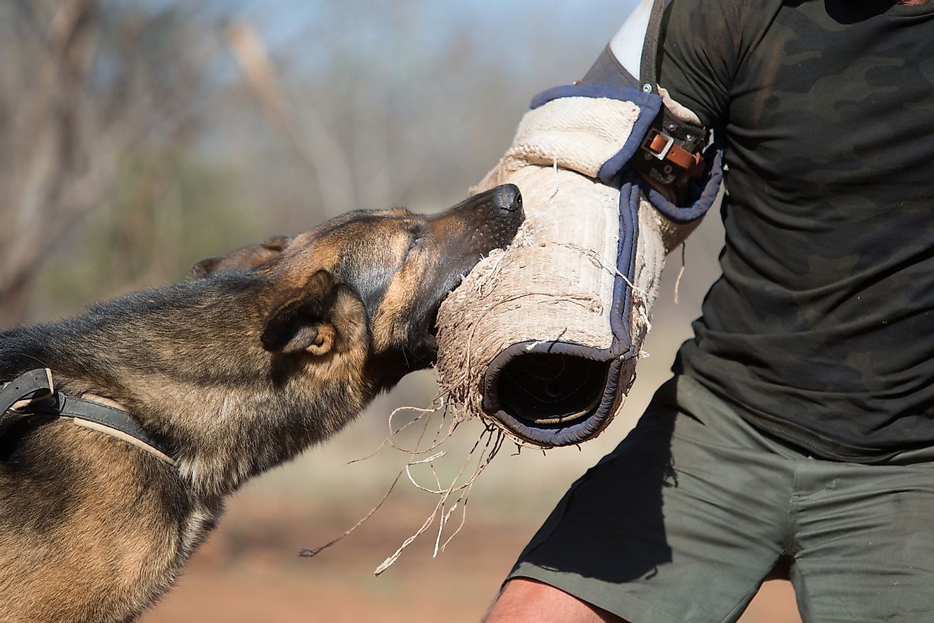 A German shepherd going through its k9 dog handling training for anti poaching. Image credit: Richard Damian Knight/Shutterstock.com