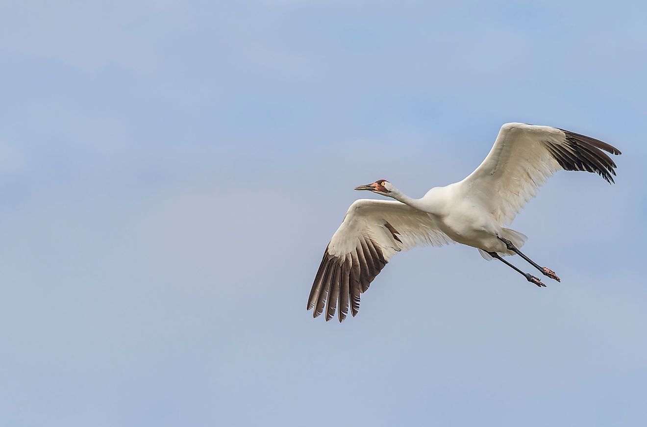 A whooping crane taking flight. FSTOPdotCOM / Shutterstock.com