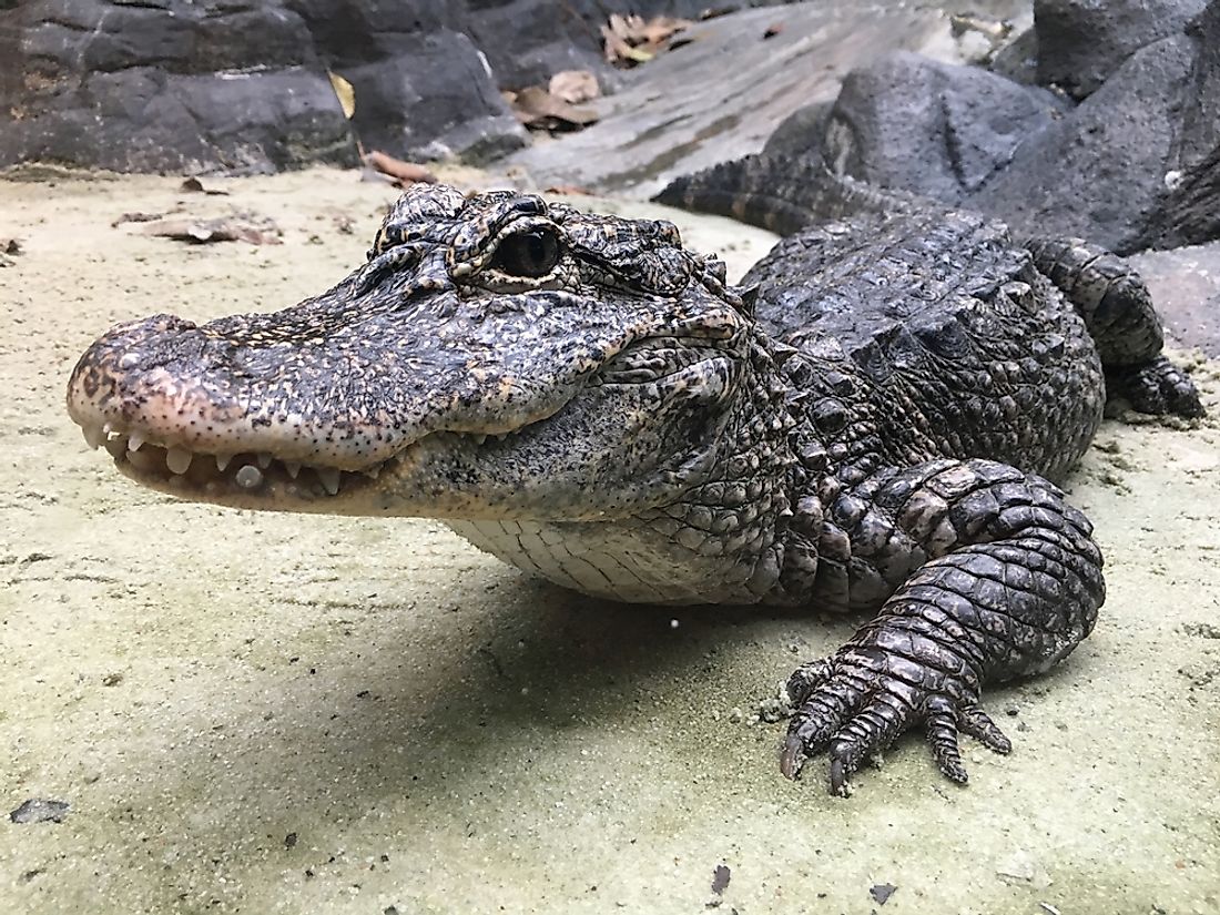 Chinese alligators spend a lot of time basking in the sun. 