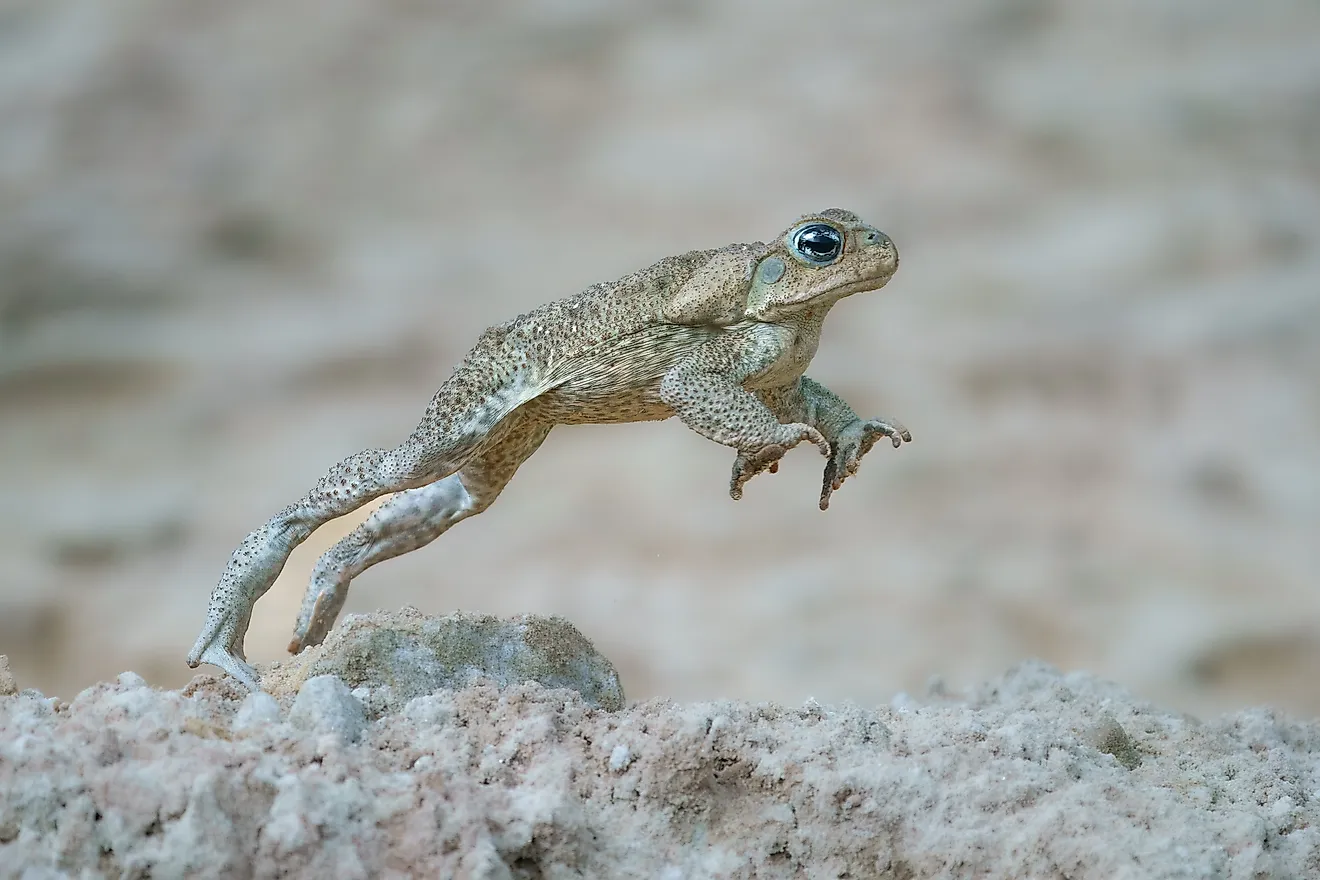 A cane toad (Rhinella marina)