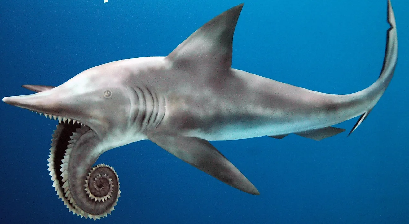 Outdated Helicoprion reconstruction (public signage, Field Museum of Natural History, Chicago, Illinois, USA). Credit: James St. John