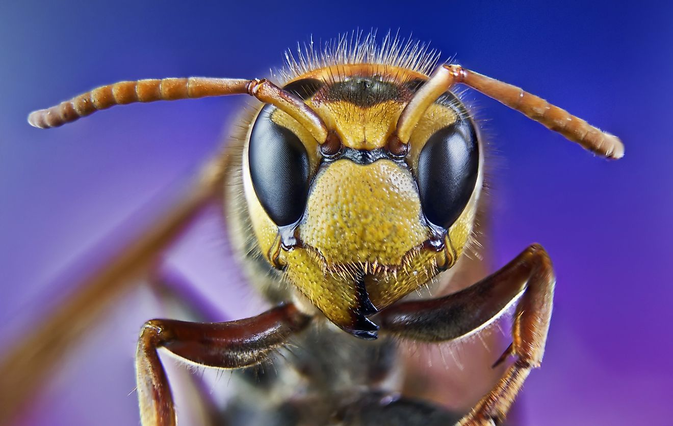 While we would die in the absence of insects, sometimes insects can also kill us. Image credit: MURGVI/Shutterstock.com