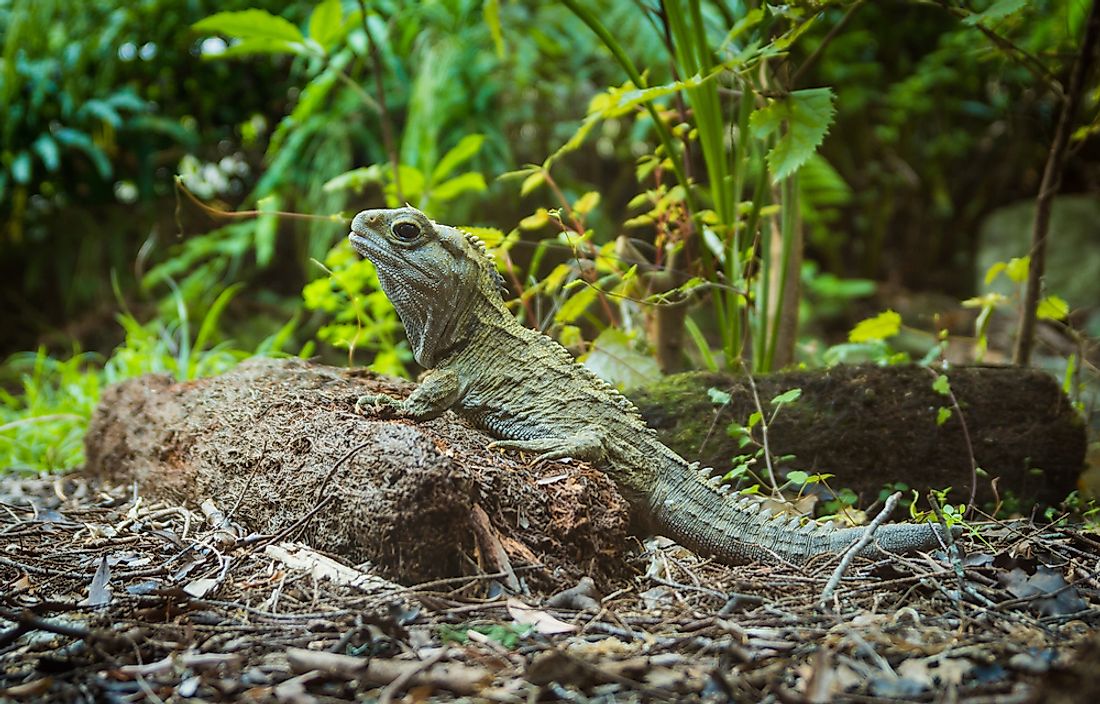Tuatara, endemic to New Zealand, was extinct on the mainland until its reintroduction in 2005. 