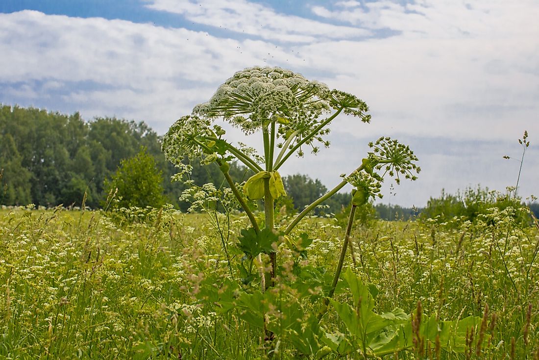 The giant hogweed can grow up to 7 feet tall. 