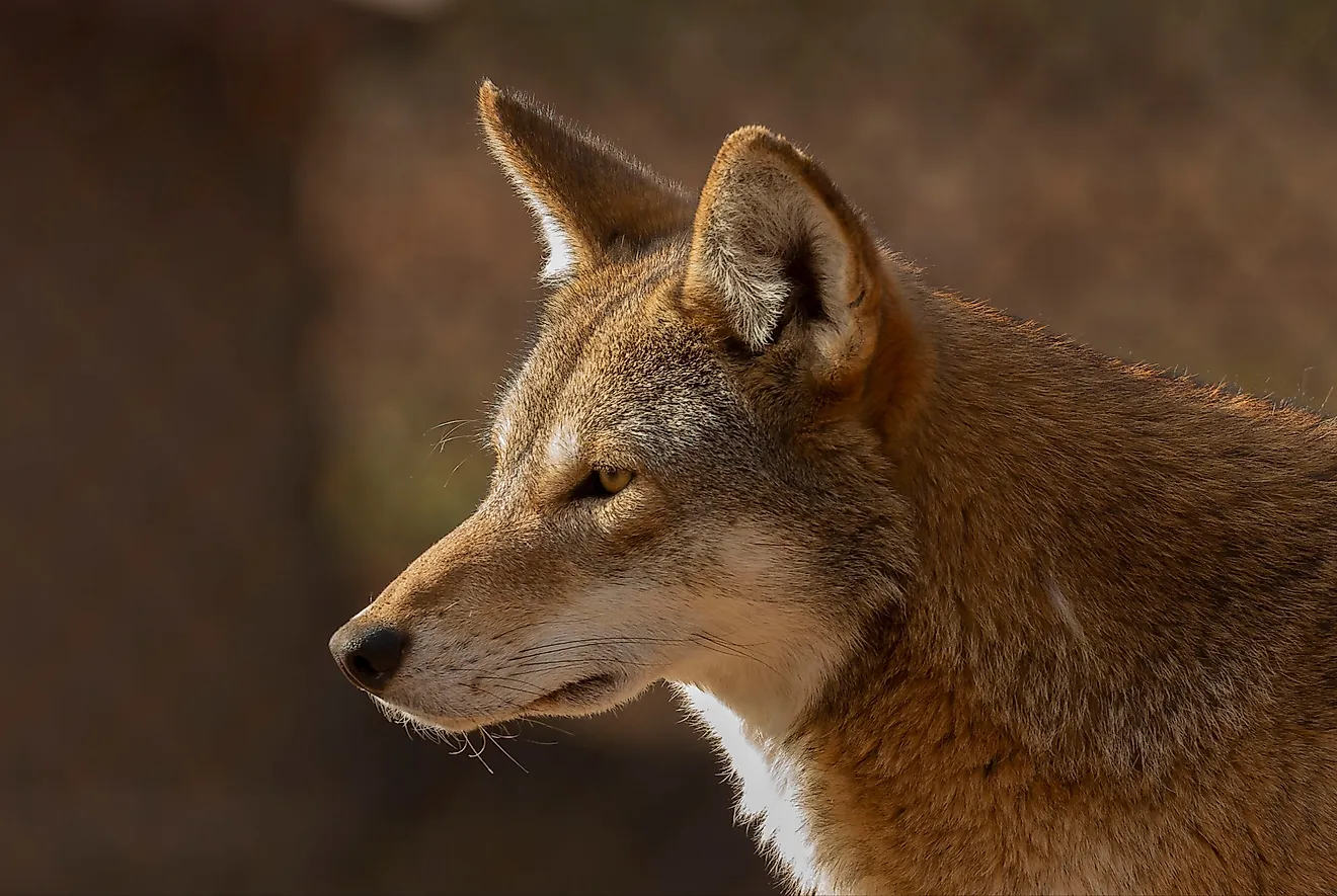 Red wolf (Canis lupus rufus) a rare wolf species native to the southeastern United States. 
