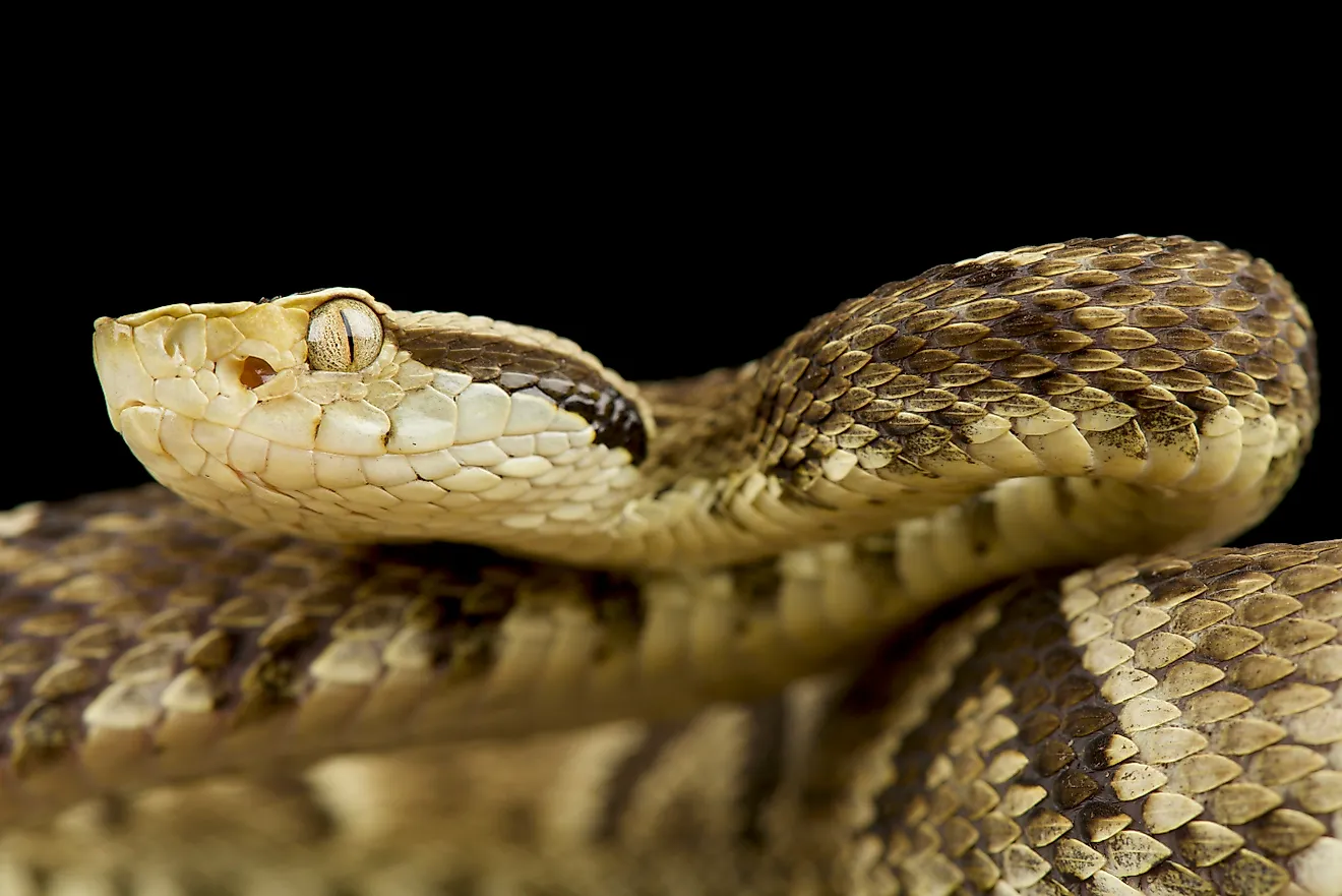 A jararaca (Bothrops jararaca)