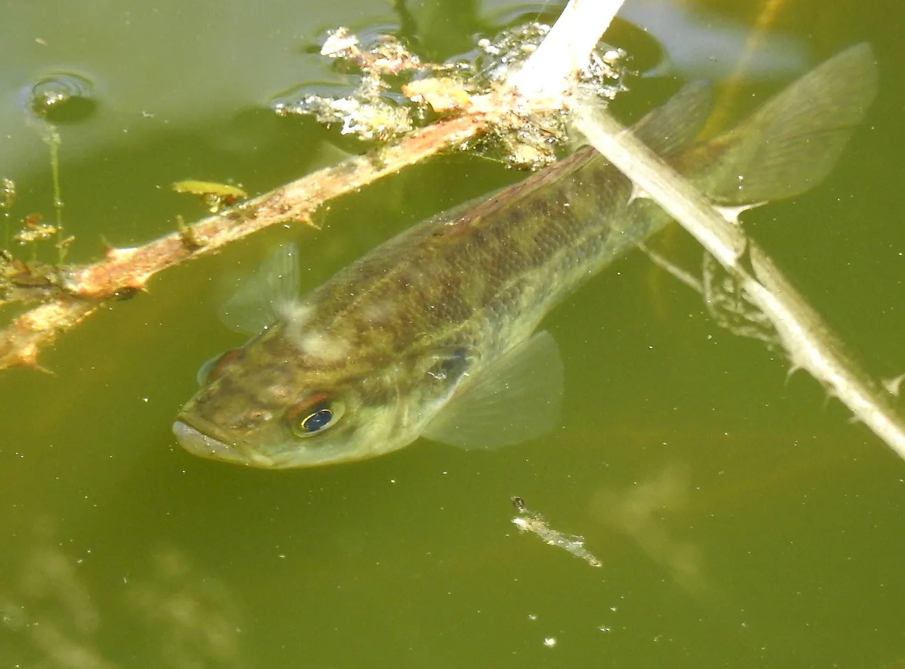 Sacramento Perch (Archoplites interruptus), By Rudyard, https://creativecommons.org/licenses/by/4.0, https://commons.wikimedia.org/w/index.php?curid=146770632