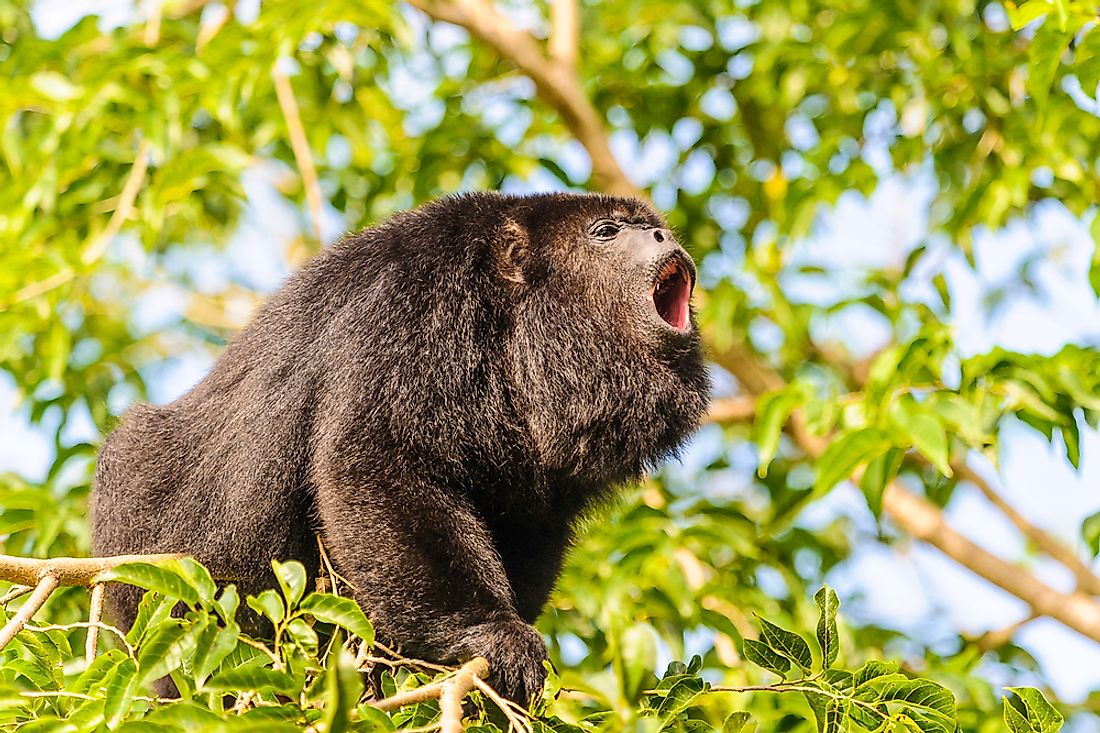 Howler monkey howls can be heard from over 3 miles away. 