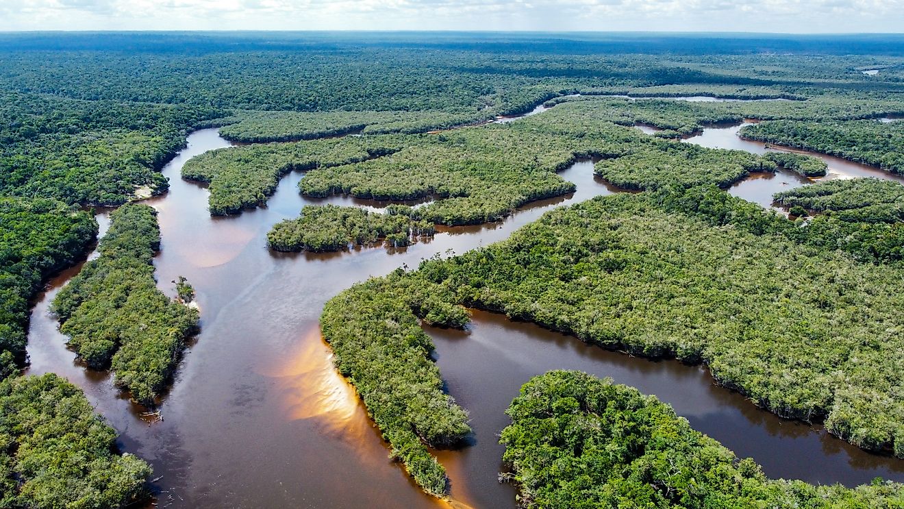 Aerial view of the Amazon Rainforest.