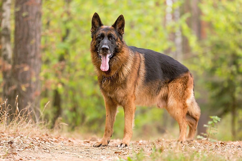 A German Shepherd.