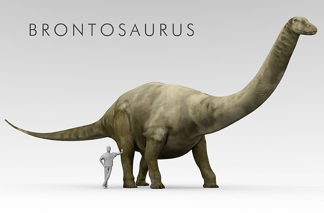 An illustration of the Brontosaurus dinosaur shown beside an average height human. 