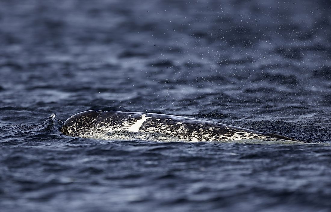 Narwhal swimming in the cold waters near Baffin Island, Nunavut, Canada.