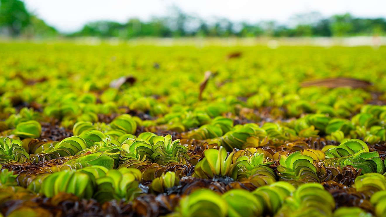 Salvinia Molesta, commonly known as Giant Salvinia, is an aquatic fern. 