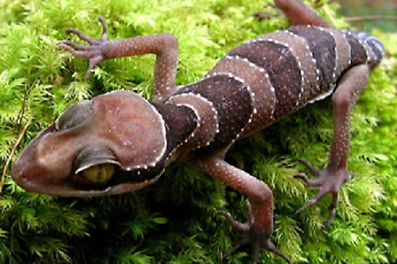 The Malayan Forest Gecko (Cyrtodactylus pulchellus).