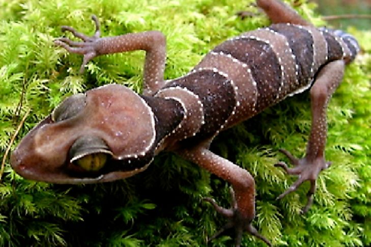 The Malayan Forest Gecko (Cyrtodactylus pulchellus).