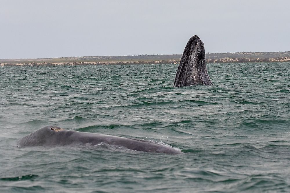 A Gray whale swims in the ocean off the coast of Mexico. 