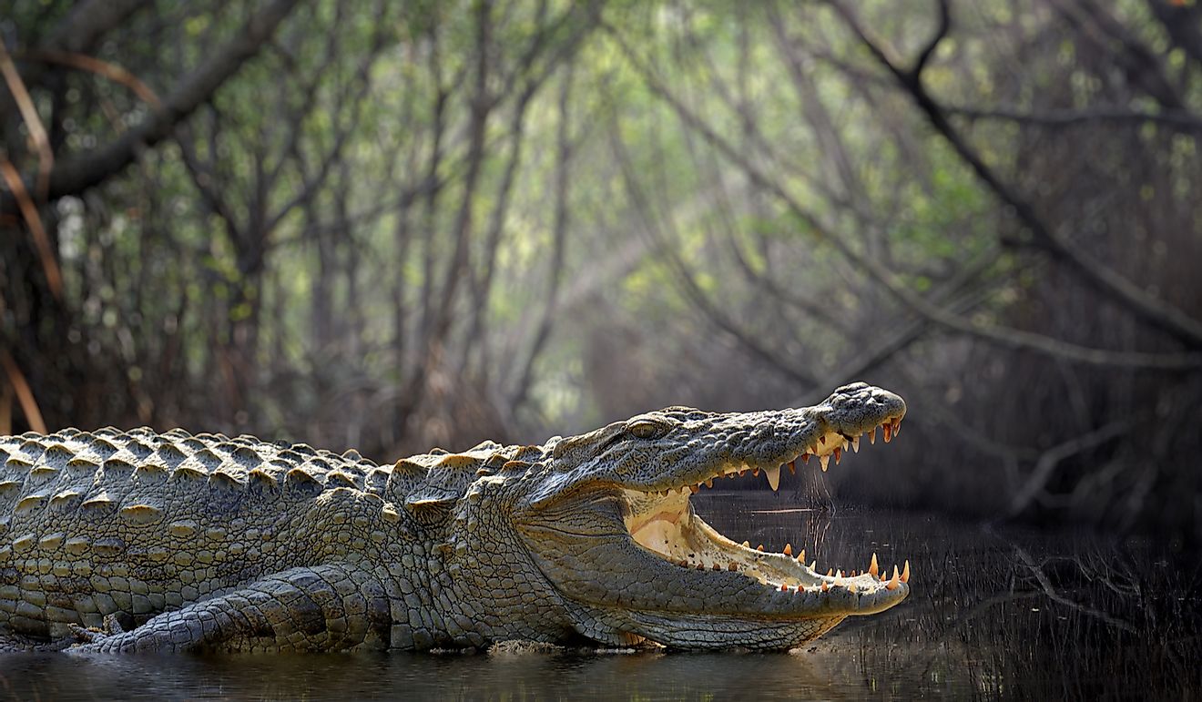 A massive saltwater crocodile.