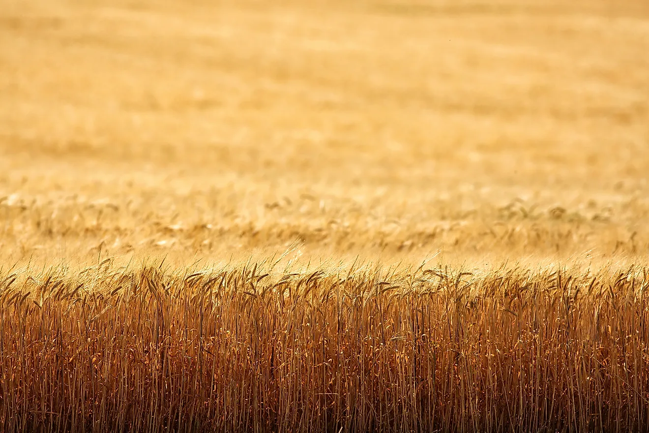 An early morning view of ripe wheat, ready for harvest, in the fertile farm fields of Idaho.