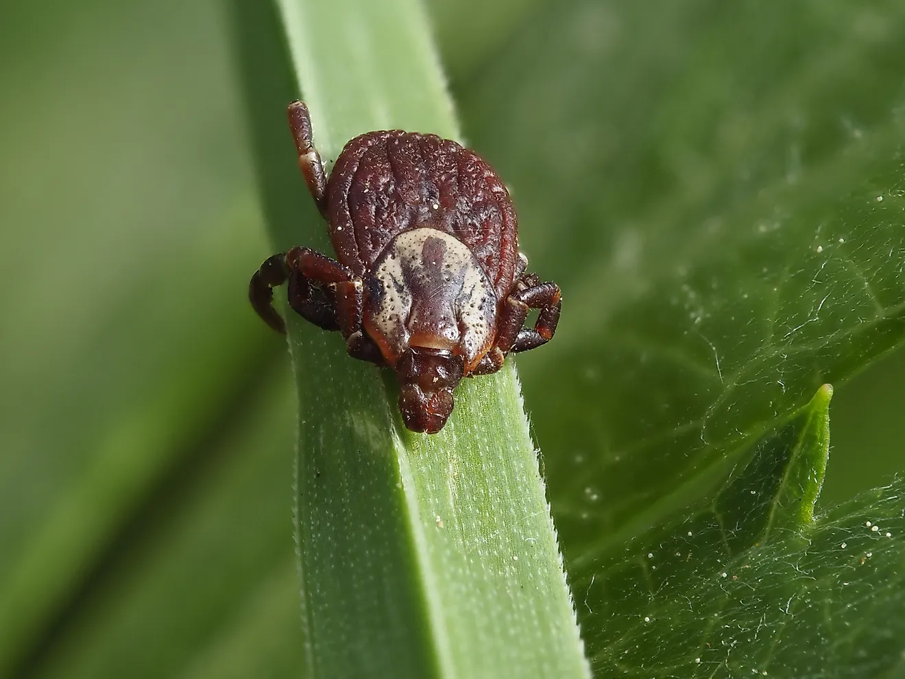 Macro shot of an American dog tick on a green blade of grass.