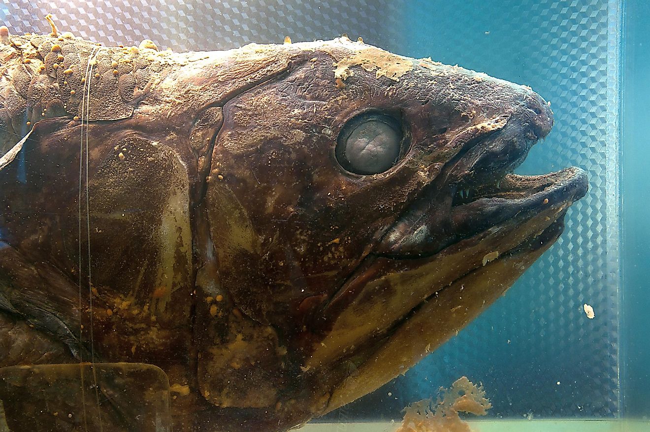 The oldest fossils of this fish show how it lived around 360 million years ago.