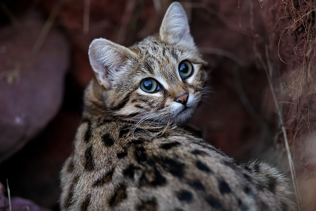 Black-footed cat. Image credit: Erwin Niemand/Shutterstock.com