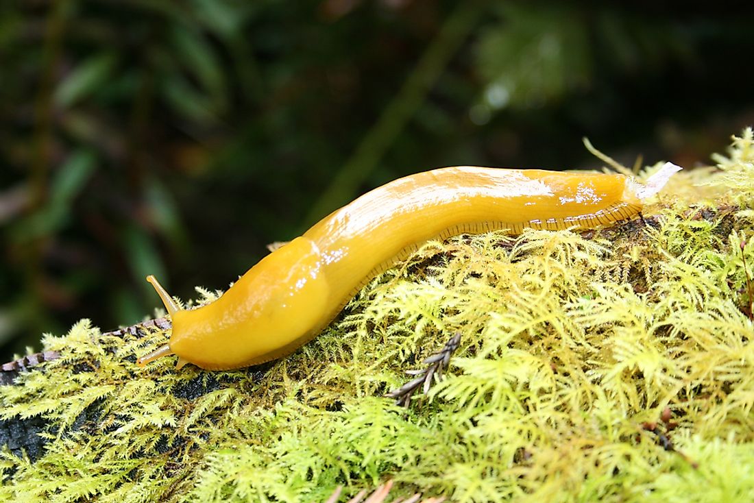 A banana slug. 