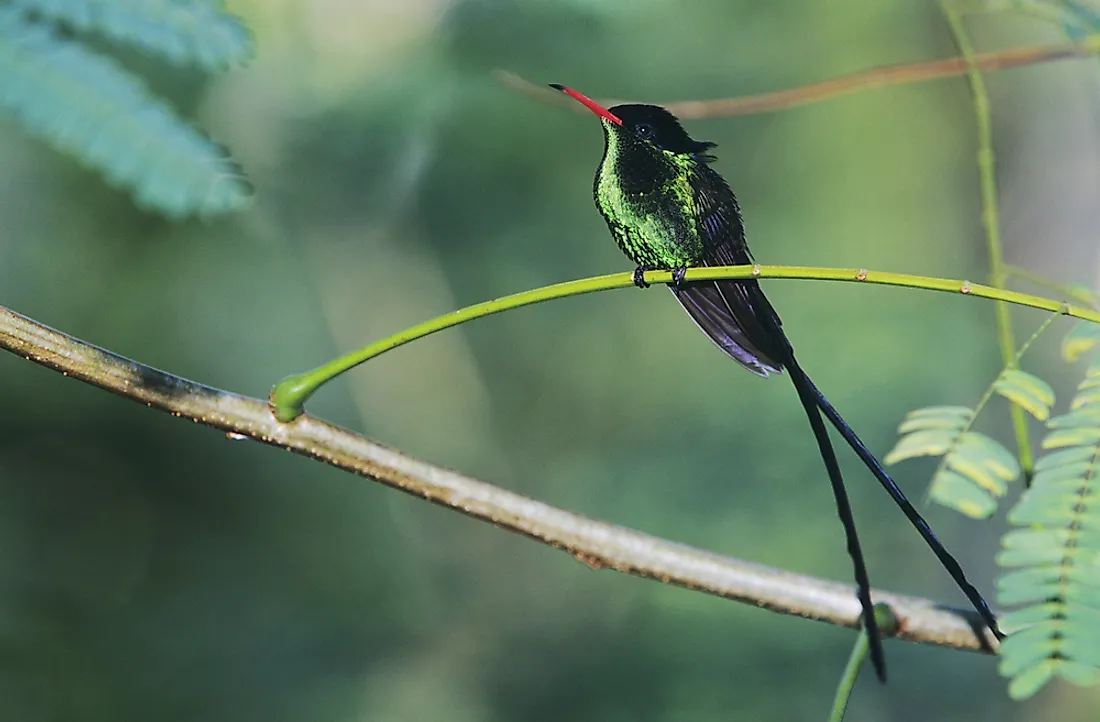 The red-billed streamertail is a type of hummingbird found only in Jamaica. 