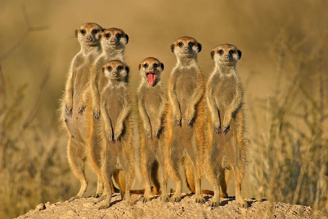 Suricate or meerkat (Suricata suricatta) family, Kalahari, South Africa. Image credit: EcoPrint/Shutterstock.com